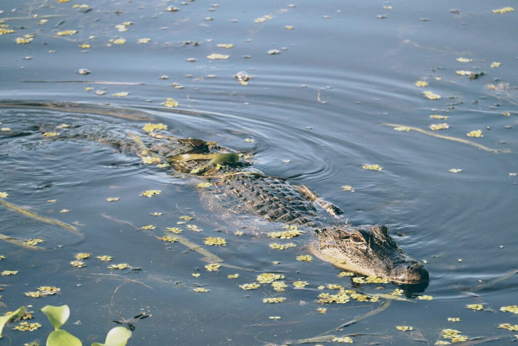 Alligator i Everglades i Florida
